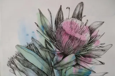 “Protea” painting by Olesia Shelkovenko