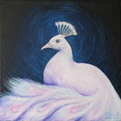 White Peacock