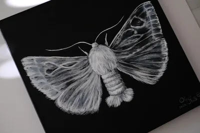 “Silkworm Moth” painting by Olesia Shelkovenko