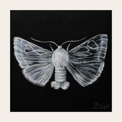 Silkworm Moth