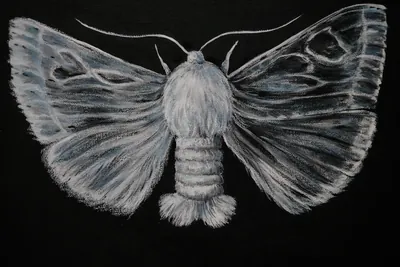 “Silkworm Moth” painting by Olesia Shelkovenko