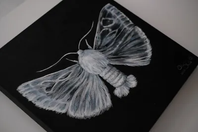 “Silkworm Moth” painting by Olesia Shelkovenko