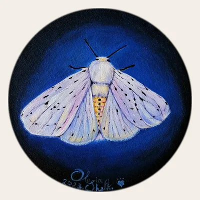 Hyphantria cunea