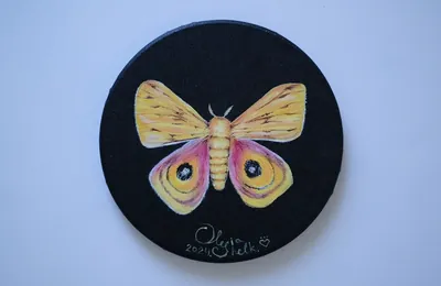 “Automeris io” painting by Olesia Shelkovenko