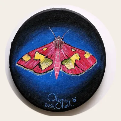 Pink Moth
